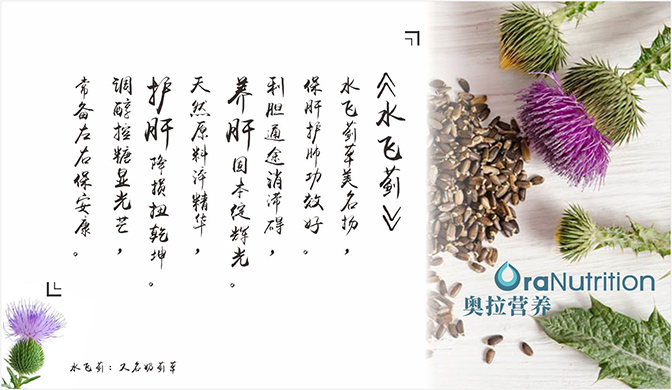 水飞蓟（奶蓟草）的作用——新西兰营养食品