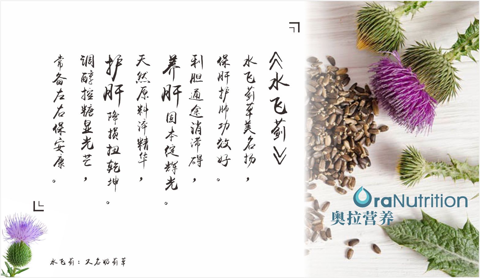 水飞蓟(奶蓟草).jpg